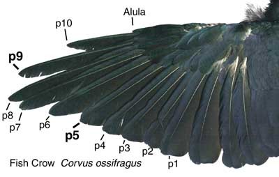 crow-wings