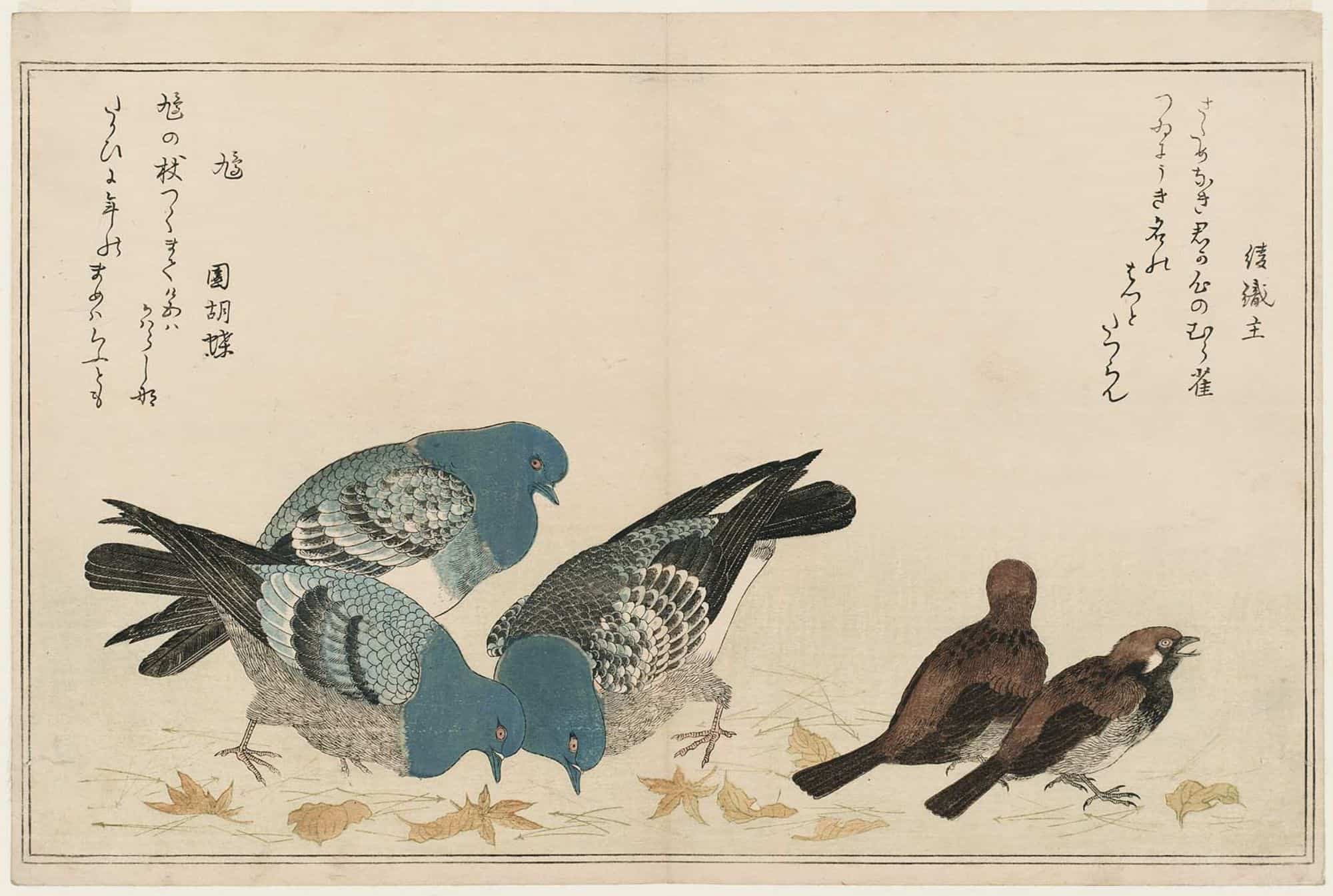 Sparrows (Murasuzume) and Pigeons (Hato), Kitagawa Utamaro, c.1790,kacho-e